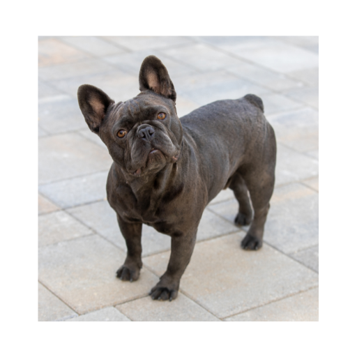 The Best Interactive Toys for French Bulldogs: Engaging Fun for Your Furry Friend